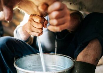 Aceto, Coldiretti: sulla situazione del latte ovino il presidente Oliverio convochi subito il tavolo della filiera regionale