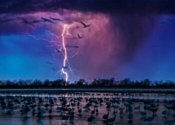 Planet vs Plastic Un pianeta straordinario tra bellezza e abusi – Randy Olson, fino al 3 marzo nel Museo di Capo Colonna