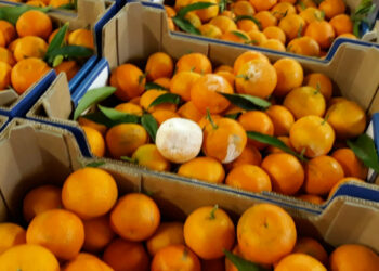 I produttori agrumicoli sono in grande affanno. È impossibile sostenere i costi di produzione