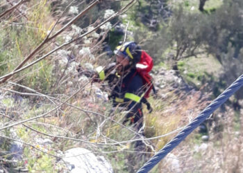 Cuccioli di cani cadono in un burrone, salvati dai Vigili del Fuoco di Petilia Policastro