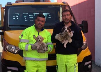 Due bellissimi cuccioli salvati dai cantonieri dell’Anas Carmine Pirelli e Antonino Condello sulla SS 682