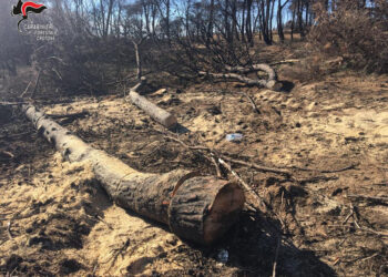 Isola Capo Rizzuto, Denunciato per omessa custodia della legna sequestrata