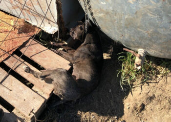 Isola Capo Rizzuto: Denunciato un uomo per l’uccisione di un cane