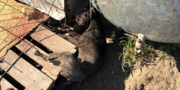 Isola Capo Rizzuto: Denunciato un uomo per l’uccisione di un cane