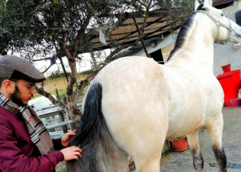 ”Lo stress del Cavallo” lo spiega l’esperto Vincenzo De Leo