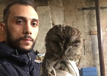 Ritrovamento e recupero di un Rapace specie protetta dalle GPG Libera Caccia Provinciale Kr