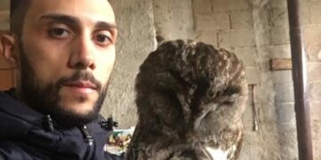 Ritrovamento e recupero di un Rapace specie protetta dalle GPG Libera Caccia Provinciale Kr