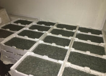 Sequestrati 370kg di “bianchetto” dalla Guardia Costiera a bordo di un furgone sulla SS106, Multe per 25000euro