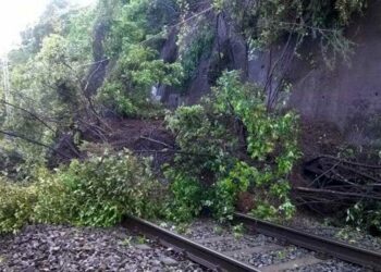 Sicurezza delle Ferrovie, il Sindaco di Cirò Paletta: obbligo di tagliare alberi e rami adiacenti