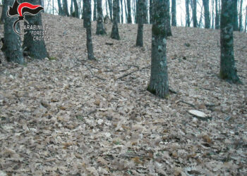 Taglio illegale di alberi: Beccato dai Carabinieri forestali con la legna a casa, denunciato trentasettenne di Mesoraca