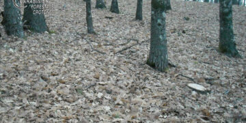 Taglio illegale di alberi: Beccato dai Carabinieri forestali con la legna a casa, denunciato trentasettenne di Mesoraca
