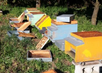 Terzo atto vandalico in un anno in una azienda apistica, distrutte tutte le arnie dell’allevamento