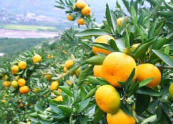 Agrumicoltura: “Via libera alle risorse stanziate dal governo, 10milioni per il settore”