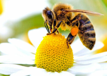Inquinamento genetico causa di grande mortalità delle Api
