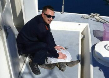 Animali, WWF: a Maratea salvata una tartaruga che aveva ingerito l’involucro di plastica delle sigarette