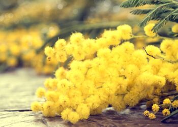 Chi offende la dignità della donna? Gazebo della Lega Salvini Premier a Crotone per la Festa della Donna