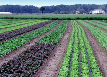 L’agricoltura e le aziende biologiche calabresi devono essere sostenute