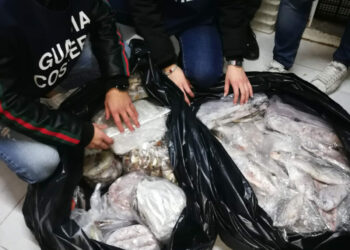 Operazione della Guardia Costiera “Undersize 2”: Sequestrati oltre 3 tonnellate di prodotti ittici, elevate sanzioni per 155.000euro