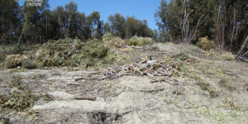 Taglia e tenta di rubare alberi da un rimboschimento in località Marinella-Forgiano di Isola Capo Rizzuto