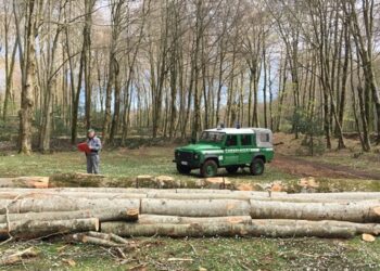 Taglio abusivo all’interno del Parco nazionale d’Aspromonte. Arrestato dai Carabinieri