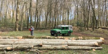 Taglio abusivo all’interno del Parco nazionale d’Aspromonte. Arrestato dai Carabinieri