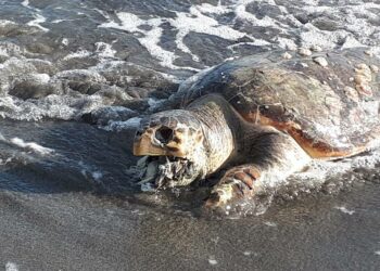Tartaruga Caretta caretta è stata ritrovata morta con la bocca piena di plastica sulla spiaggia di Le Castella