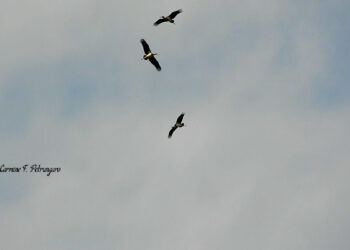 Avvistate Cicogne nere in Calabria nel territorio del Comune di Campana in provincia di Cosenza