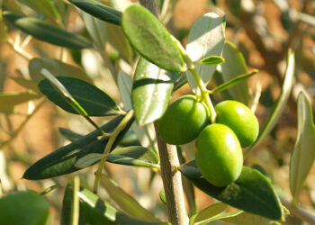 Fondi PSR Calabria 2014-2020: troppi ritardi nell’erogazione delle risorse e nell’apertura dei bandi 2019