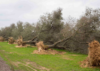 Xylella, il batterio sta provocando una strage di ulivi e 21milioni di piante infette: la Calabria è indenne ma bisogna vigilare