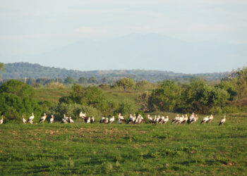 53 Cicogne bianche in sosta a Cirò Marina