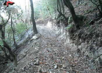 Apre una pista abusiva in un bosco del Comune di Cotronei