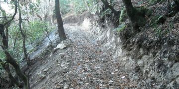 Apre una pista abusiva in un bosco del Comune di Cotronei