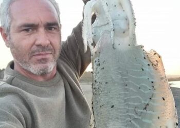 Ancora una Seppia record di 3 Kg, pescata stavolta da un pescatore di Cirò Marina nelle acque di Punta Alice