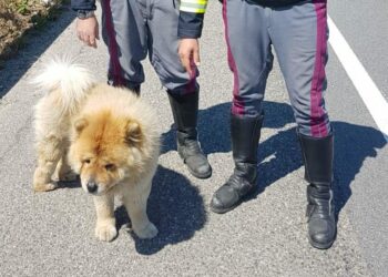 Grazie agli agenti della Polstrada: salvano un cane sulla SS 106 ed evitano il peggio