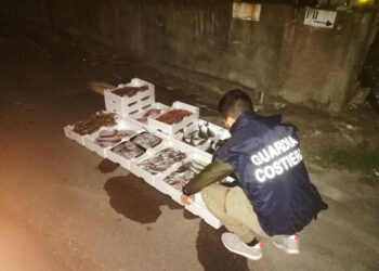 La Capitaneria di porto di Crotone sequestra “mezza tonnellata” di pescato e ricci di mare anche nel cirotano