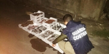 La Capitaneria di porto di Crotone sequestra “mezza tonnellata” di pescato e ricci di mare anche nel cirotano