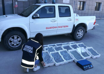 “Sardella”: La Capitaneria di Crotone sequestra 130 kg di “bianchetto”, multa di 10 mila euro