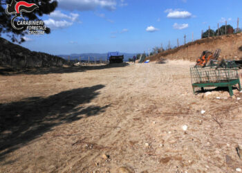 Sbanca illegalmente un terreno del Comune di Cotronei, denunciato Carabinieri Forestali