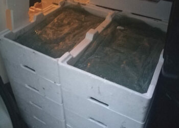 Sequestrato 250kg di “bianchetto” dalla Capitaneria, rinvenuto a bordo di un furgone sulla SS106 zona Strongoli