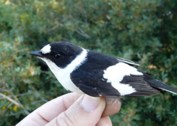 Cirò Marina: Una Balia salvata da un appassionato naturalista e assiduo frequentatore della pineta di Punta Alice