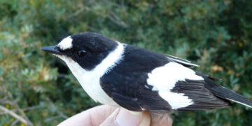 Cirò Marina: Una Balia salvata da un appassionato naturalista e assiduo frequentatore della pineta di Punta Alice