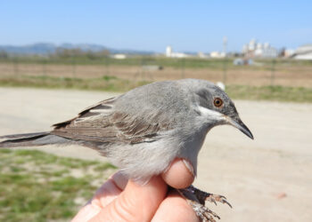 Una Bigia di ruppell inanellata da Mario Pucci a Punta Alice di Cirò Marina