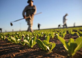 Regione Calabria: Proroga al 15 giugno scadenza Bandi Psr e Domanda Unica
