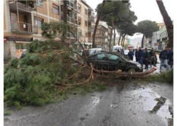 Albero cade su un’auto su strada trafficata, tragedia sfiorata