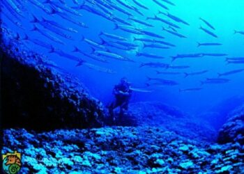 Amp “Capo Rizzuto”: in vigore il “Disciplinare 2019” per la corretta fruizione dell’AMP Capo Rizzuto