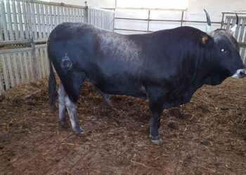 Avviata dal Gal Kroton l’iniziativa di promozione e valorizzazione sul riconoscimento IGP della podolica Calabrese