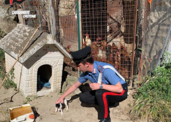 Casabona: Cagnolino rinchiuso in un pollaio, malnutrito e infestato da parassiti, salvato dai Carabinieri