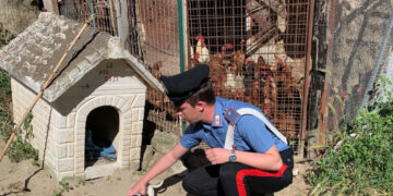 Casabona: Cagnolino rinchiuso in un pollaio, malnutrito e infestato da parassiti, salvato dai Carabinieri