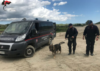 Allevatori scomparsi a Petilia Policastro: i Cinofili dei Carabinieri rastrellano l’area dove è situata l’azienda
