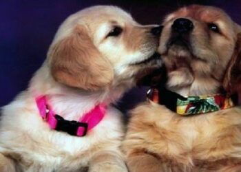 Crotone: Un invito a compiere un gesto d’amore per il migliore amico dell’uomo, il 2 giugno l’applicazione del microchip